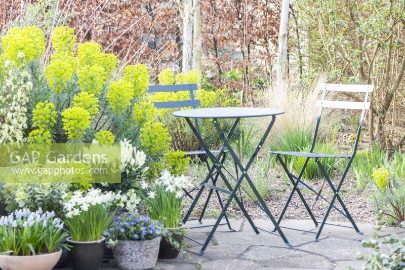 Metal table and chairs on patio near yellow Euphorbia, in foreground a display of shrubs and bulbs in pots