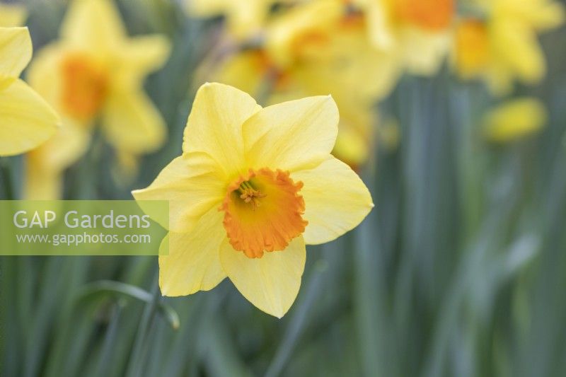 Narcissus 'Red Devon'