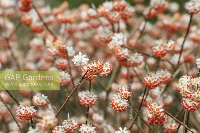 Edgeworthia chrysantha 'Red Dragon' - Paperbush 'Red Dragon'