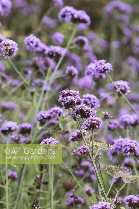 Verbena bonariensis - Argentinian vervain 