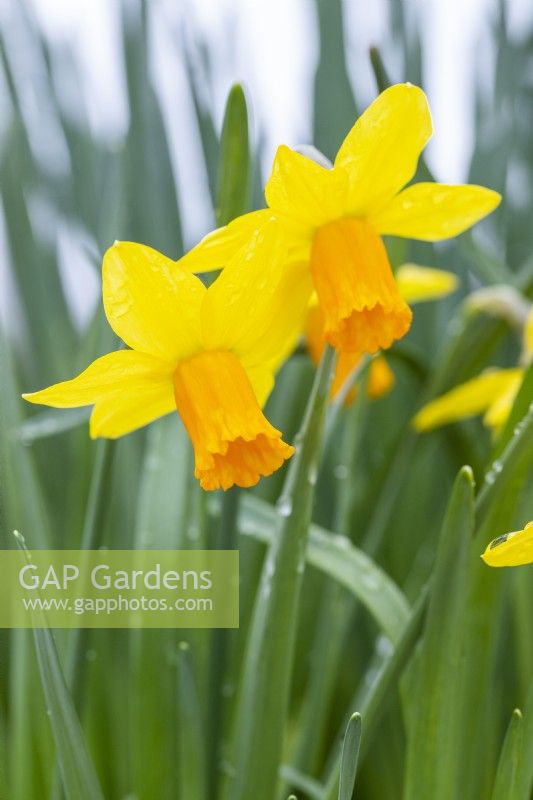 Narcissus 'Jetfire'