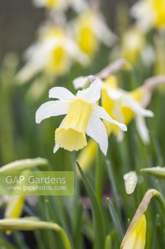 Narcissus 'Topolino'