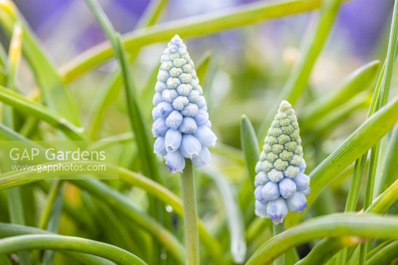 Muscari armeniacum 'Valerie Finnis'