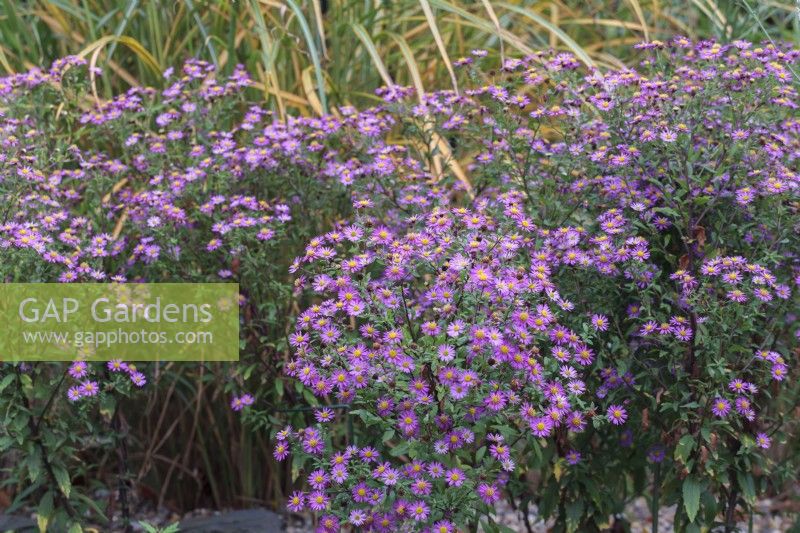 Aster trifoliatus subsp. ageratoides 'Ezo Murasaki'