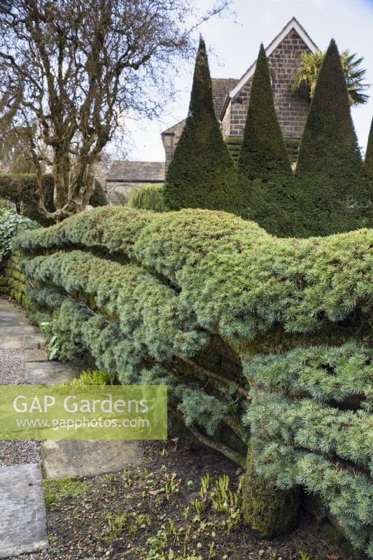 Trained blue cedar, Cedrus atlantica Glauca Group, at York Gate Garden in February