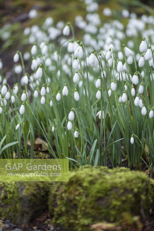 Snowdrops in February