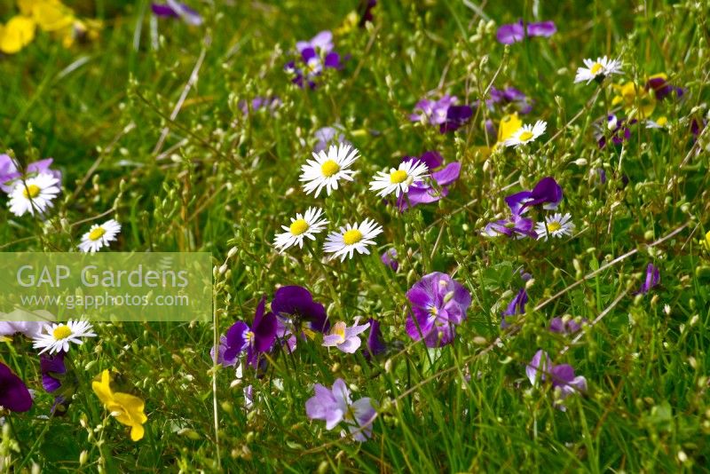 Viola tricolor with Bellis perennis - daisy growing in a lawn.