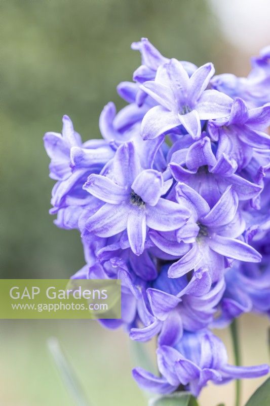 Hyacinthus 'Delft Blue'