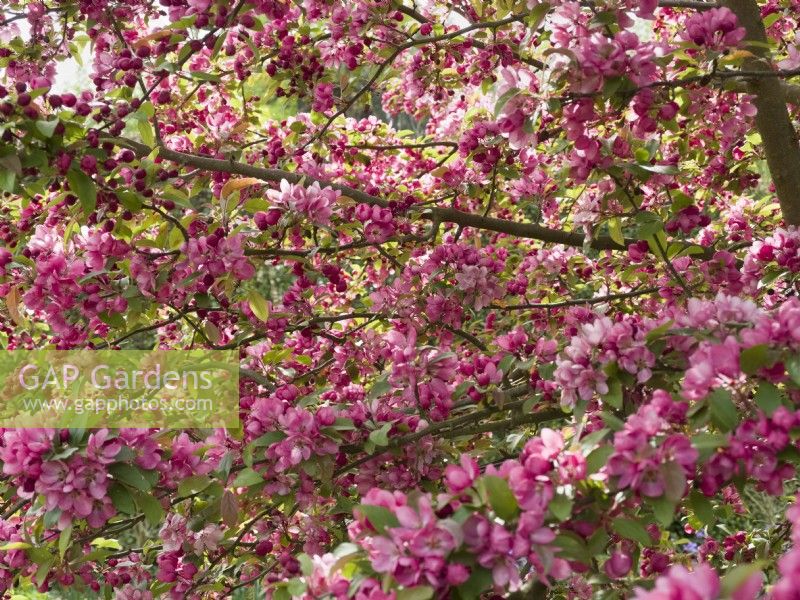 Malus 'Indian Magic' - Crabapple tree in blossom