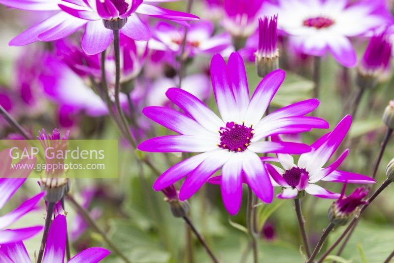 Cineraria 'Senetti Magenta Bicolour'