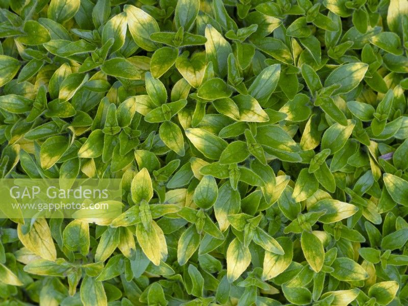 Marjoram 'gold tip'  Organum vulgare April Spring