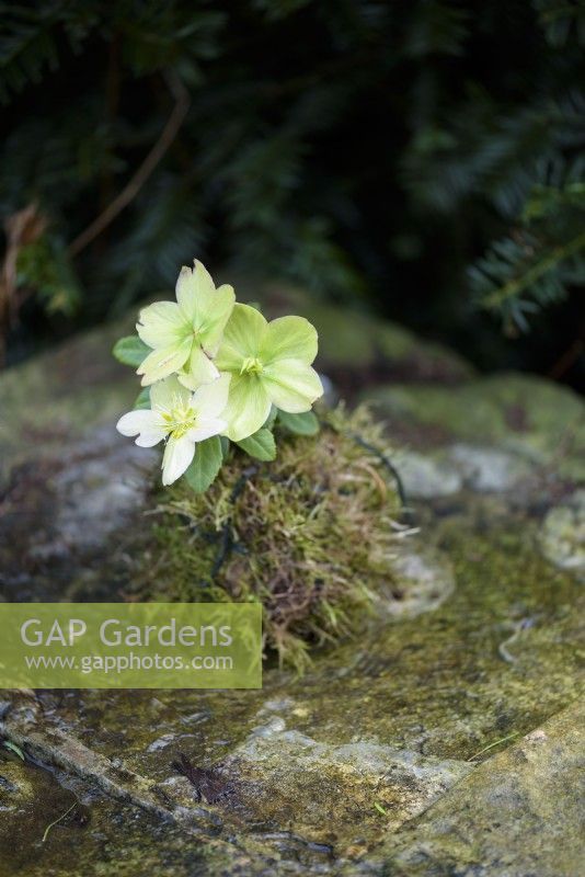 Hellebore kokedama in February