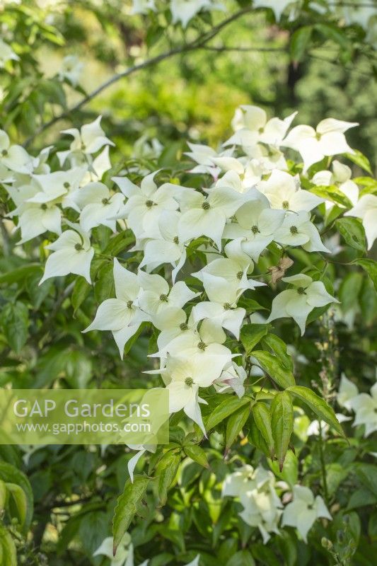 Cornus Kousa 'Moonbeam' - in Summer