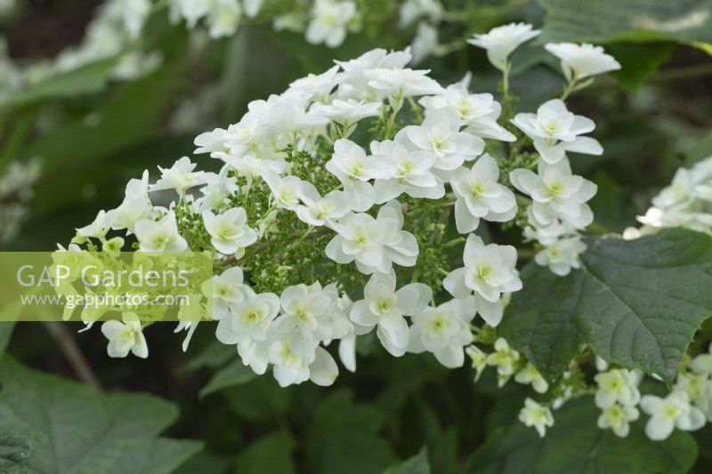 Hydrangea quercifolia 'Snowflake 'Brido' - Summer