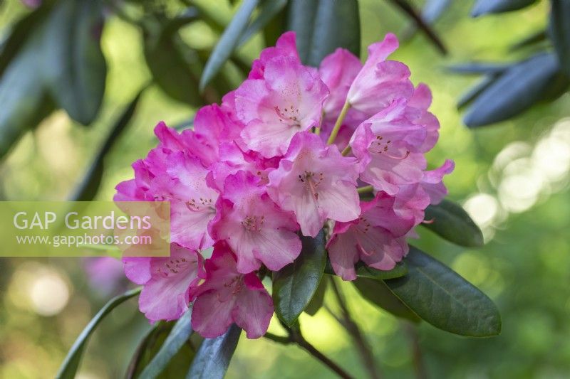 Rhododendron 'Fantastica' - in Spring