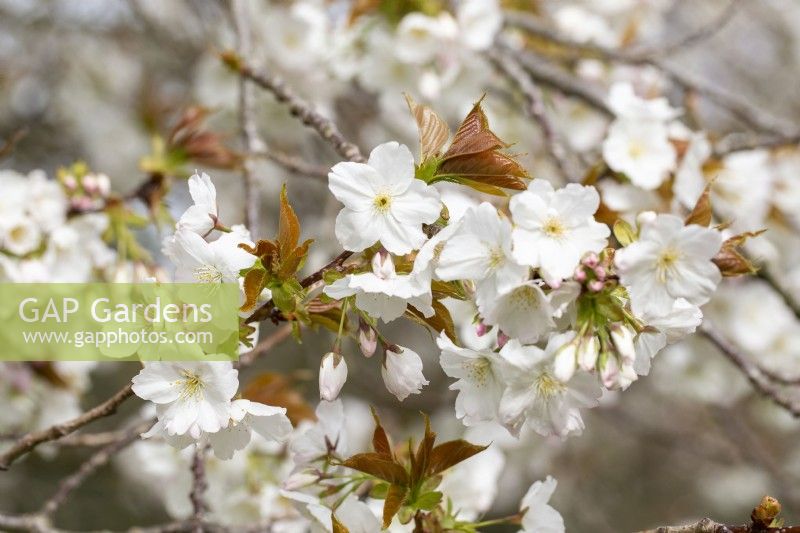 Prunus 'Tai-haku' - in Spring