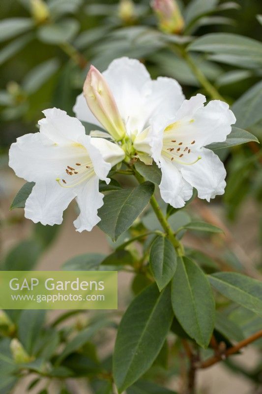 Rhododendron veitchianum - in Spring