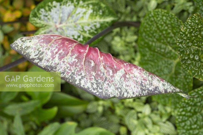 Caladium bicolor - Tropical Leaf