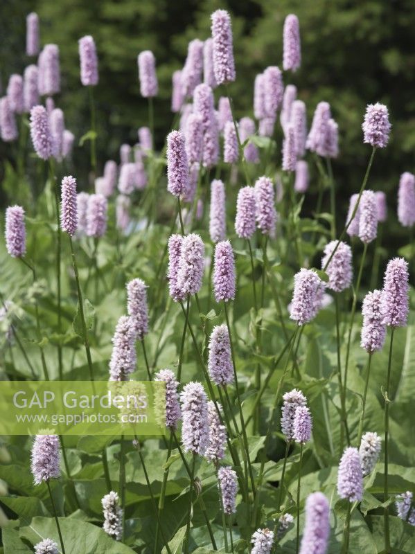 Persicaria bistorta 'Superba'