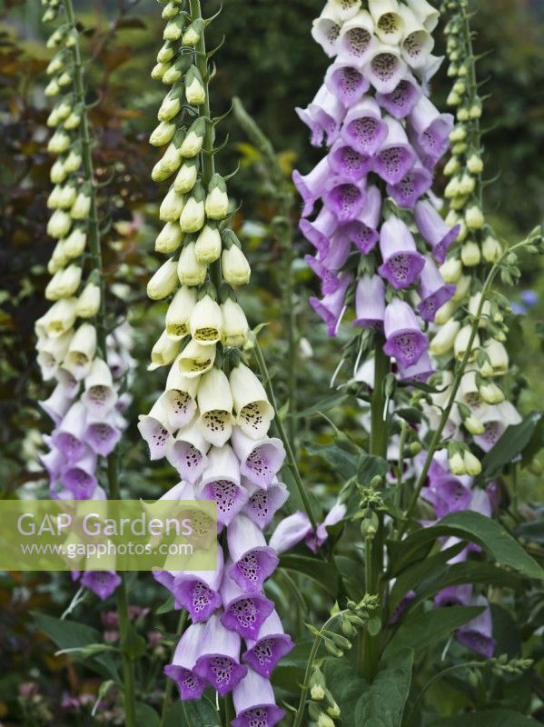 Digitalis purpurea - Foxglove