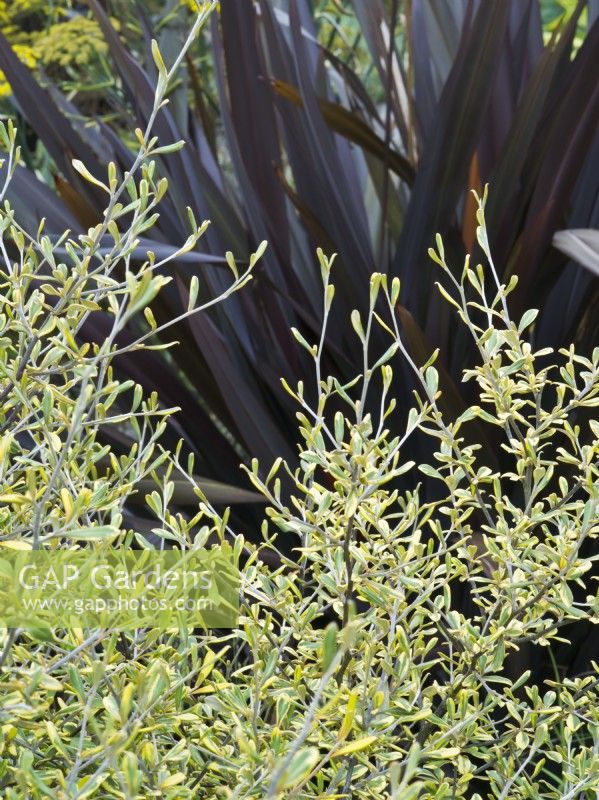 Corokia x virgata 'Sunsplash' paired with Phormium 'All Black' for a striking foliage combination