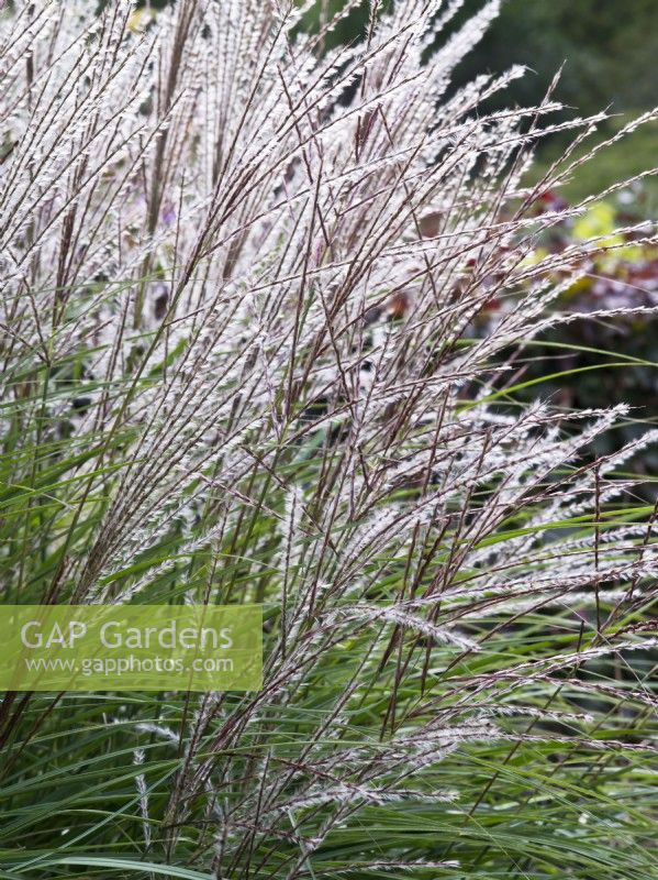 Miscanthus sinensis 'Yakushima Dwarf' - Chinese silver grass