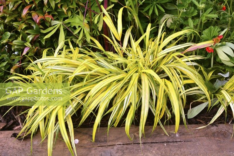 Ornamental grass - Hakonechloa macra 'Aureola'. June