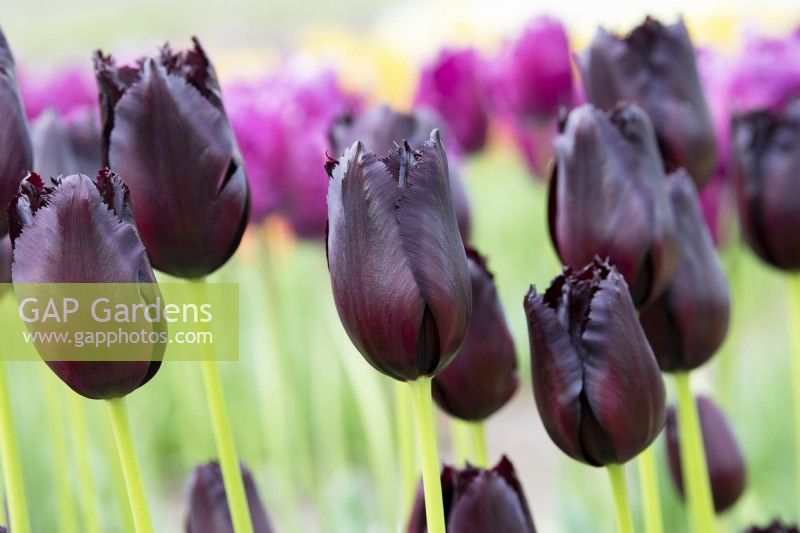 Tulipa 'Vincent Van Gogh' - Fringed Tulip