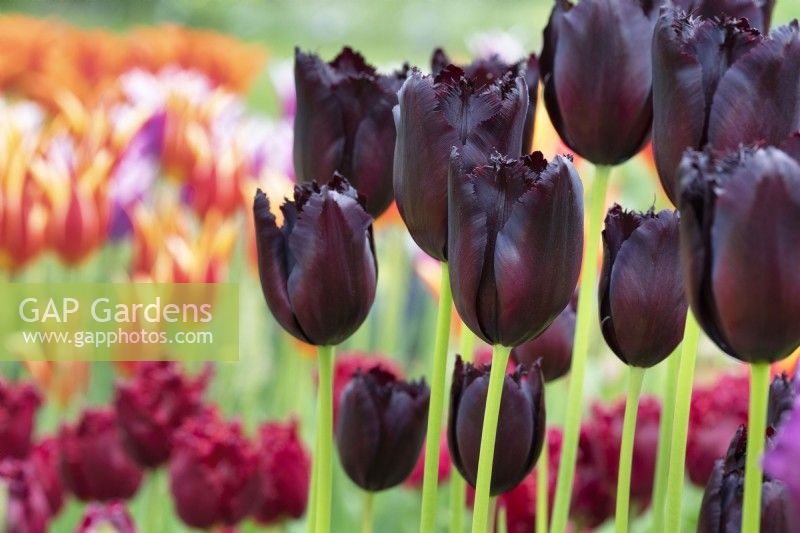 Tulipa 'Vincent Van Gogh' - Fringed Tulip