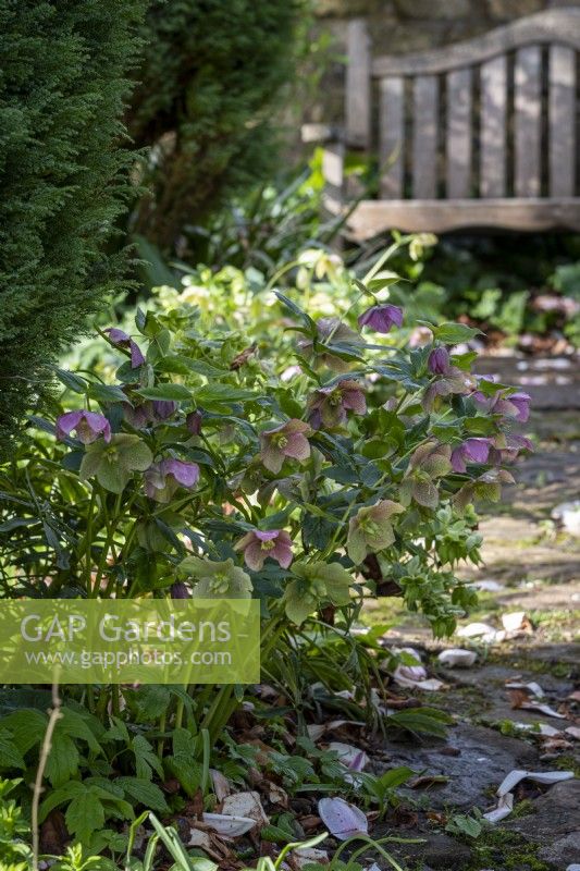 Helleborus x hybridus, Hellebore, growing beside a stone paved path in cottage garden