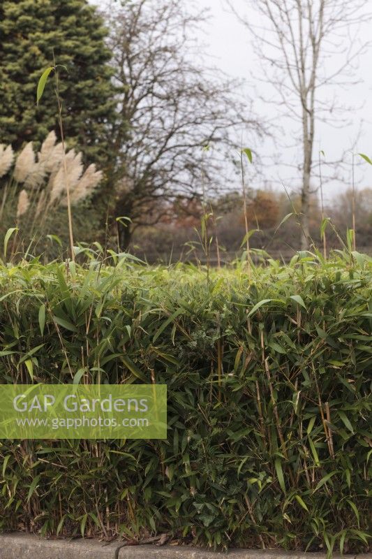 Phyllostachys Aurea hedge