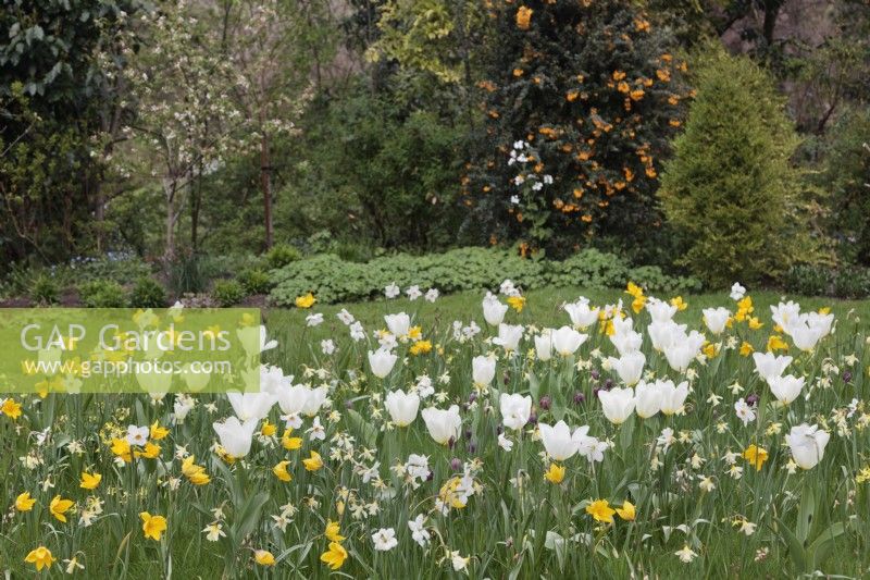 Tulipa 'Sylvestris', T. Purissima, Narcissus 'W. P. Milner', N. Actaea and Fritillaria meleagris growing in grass