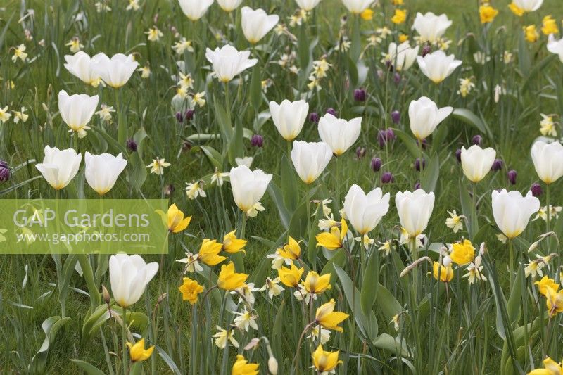 Tulipa 'Sylvestris', T. Purissima, Narcissus 'W. P. Milner and Fritillaria meleagris growing in grass