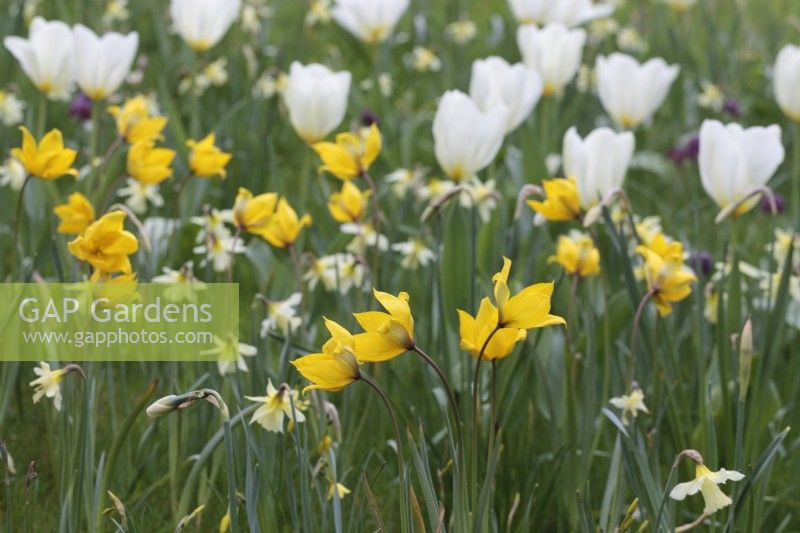 Tulipa 'Sylvestris', T. Purissima and Narcissus 'W. P. Milner' growing in grass