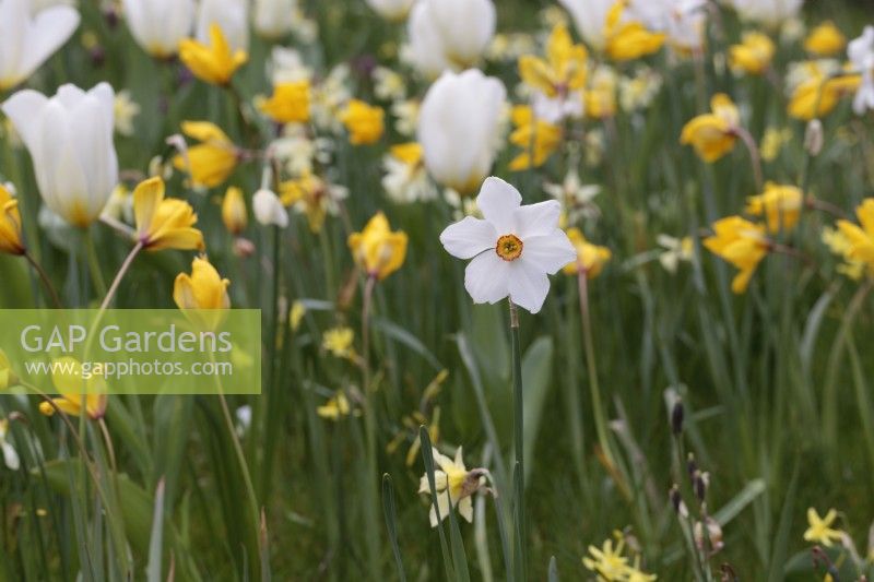 Narcissus 'Actaea' with Tulipa Sylvestris