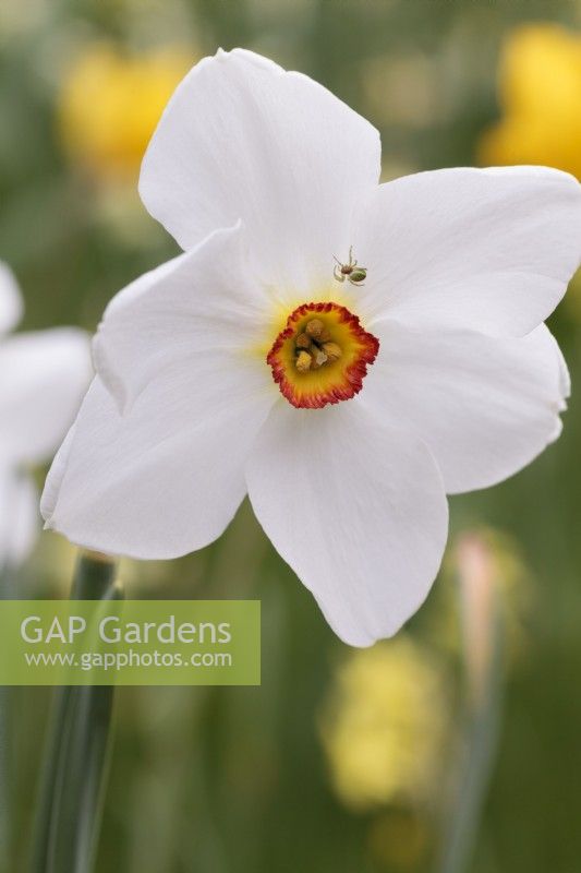 Cucumber Green Orb Spider on Narcissus 'Actaea' flower