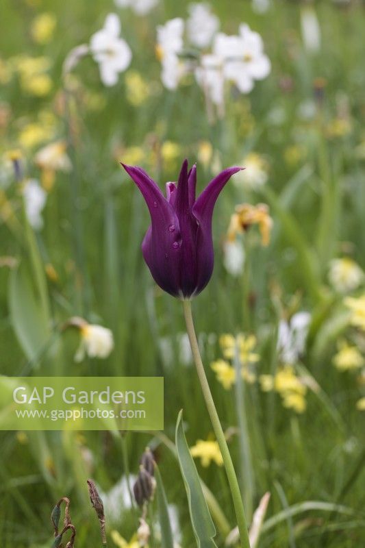 Tulipa 'Burgundy' growing in grass with other Spring bulbs
