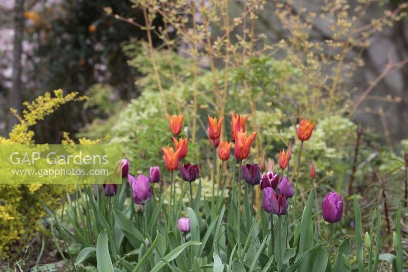 Tulipa 'Ballerina', T. Fontainebleau, T. 'Jan Reus' and T. 'Ronaldo'  