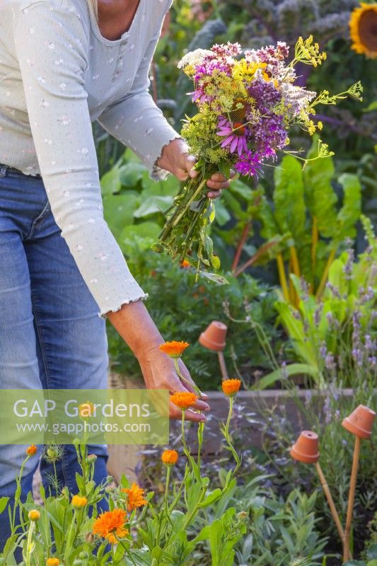 Woman picking pot marigold and gathers the edible flowers into a bouquet.