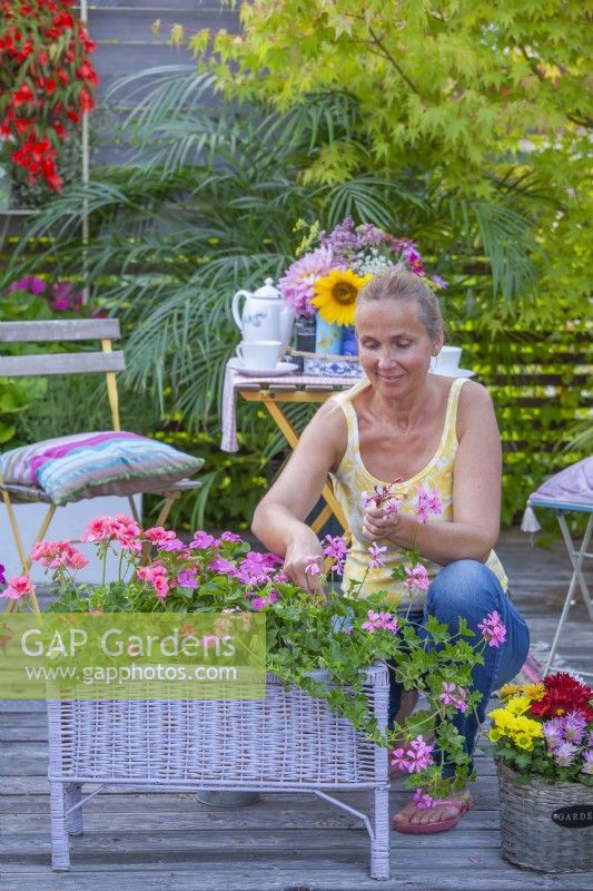 Woman deadheading Pelargoniums growing in small raised container.