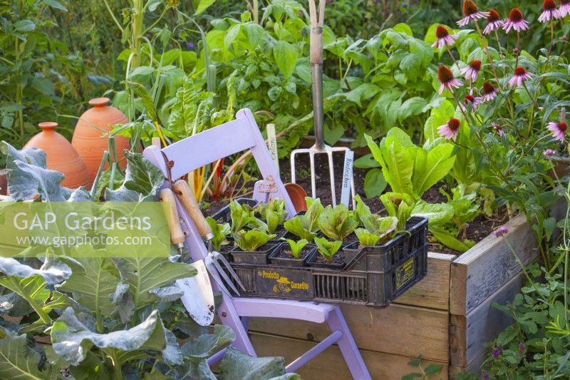 A plastic crate filled with radicchio seedlings ready to be planted in a bed.