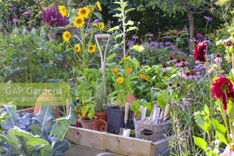 Potted herbs and edible flowers ready to fill empty spaces in a raised bed - Calendula officinalis, Ocimum basilicum and Salvia rosmarinus.