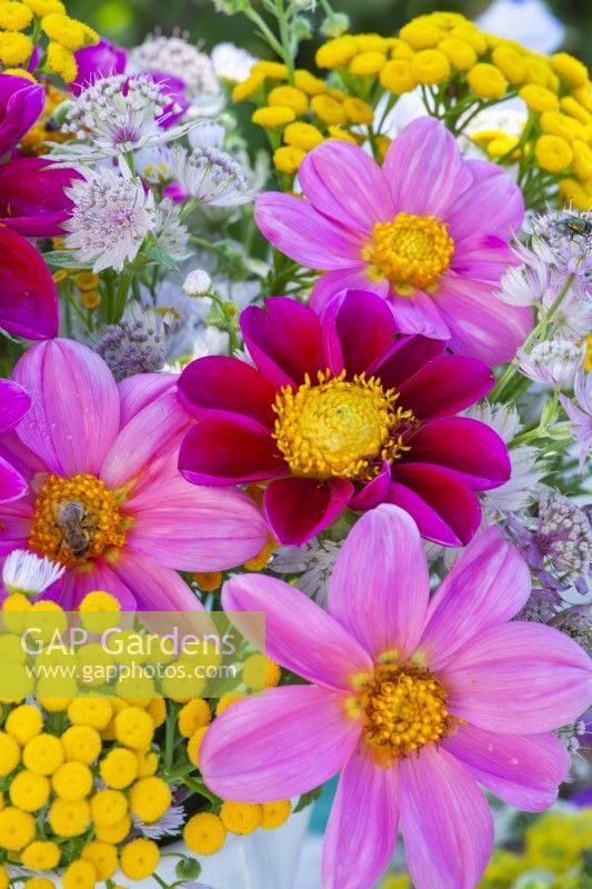 Summer bouquet containing Dahlia, Tanacetum vulgare and Astrantia.