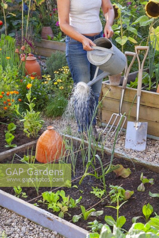 A woman watering the newly planted leek seedlings in a bed.