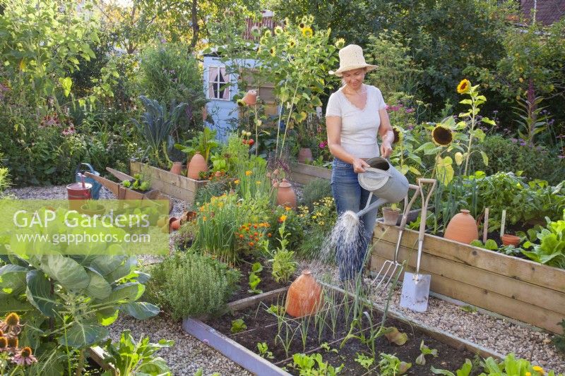 Woman watering newly planted seedlings of leek and chicory.