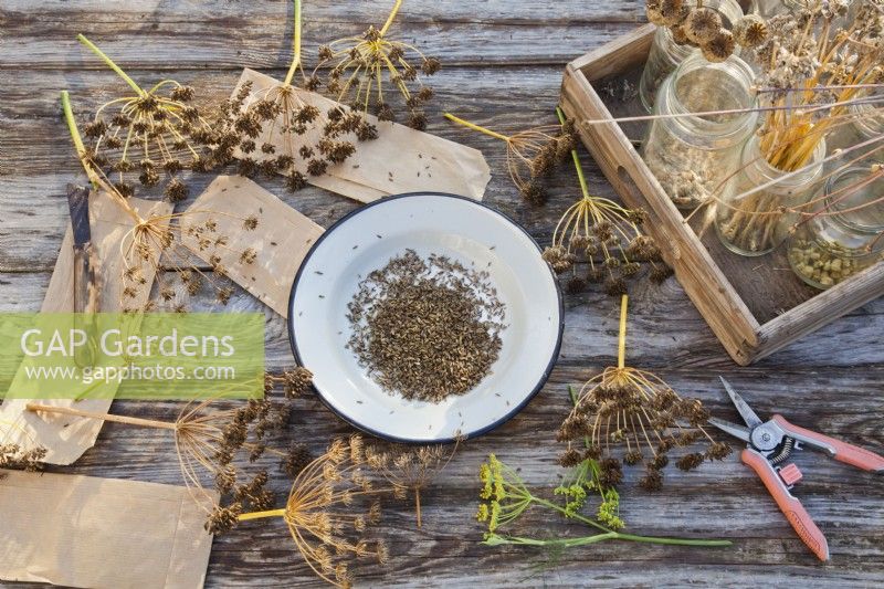 Enamel plate with collected fennel seeds.