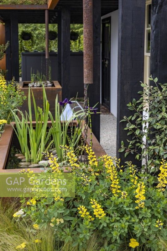 Urban rain garden. Two rusty water storage tanks planted with Equisetum japonicum and Iris laevigata 'Black Gamecock' captures rainwater from downpipes. Border next to water tank planted with Baptisia 'Lemon Meringue'.