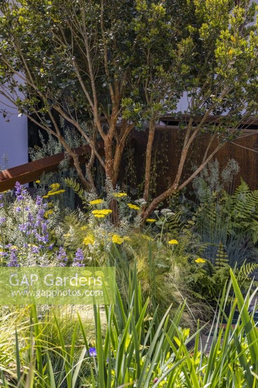 Myrtus luma underplanted with Festuca glauca 'Intense Blue', Achillea millefolium 'Moonshine' and Stipa tenuissima 'Pony Tails' in urban front garden. Designer: Nicola Haines, Citroen Power of One at Bord Bia Bloom Dublin 2023
