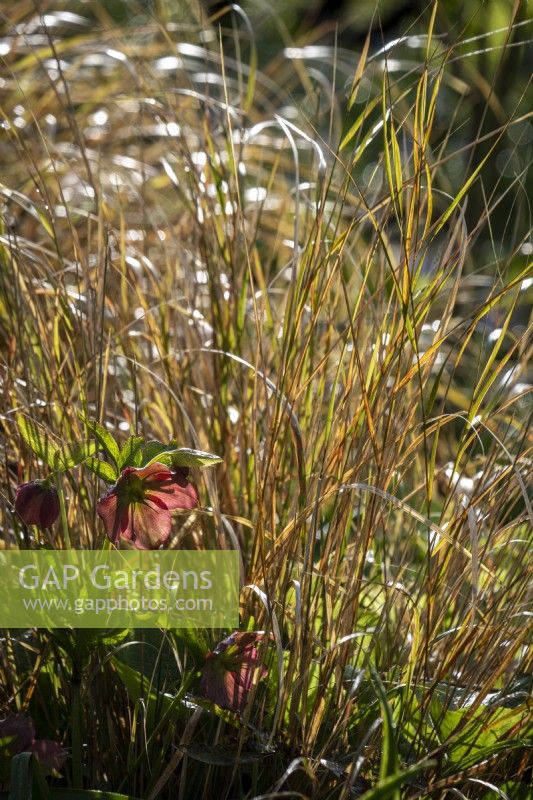 Anemanthele lessoniana grass with Helleborus - Hellebore