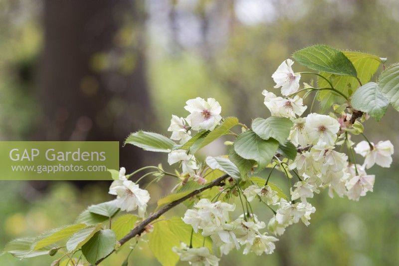 Prunus 'Gyoiko' - Japanese Flowering Cherry Blossom